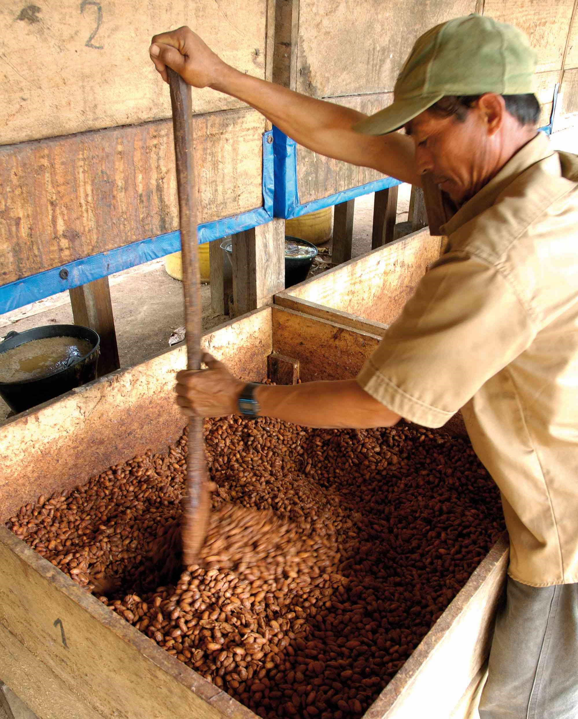 Kakaobohnenfermentation (Bolivien)