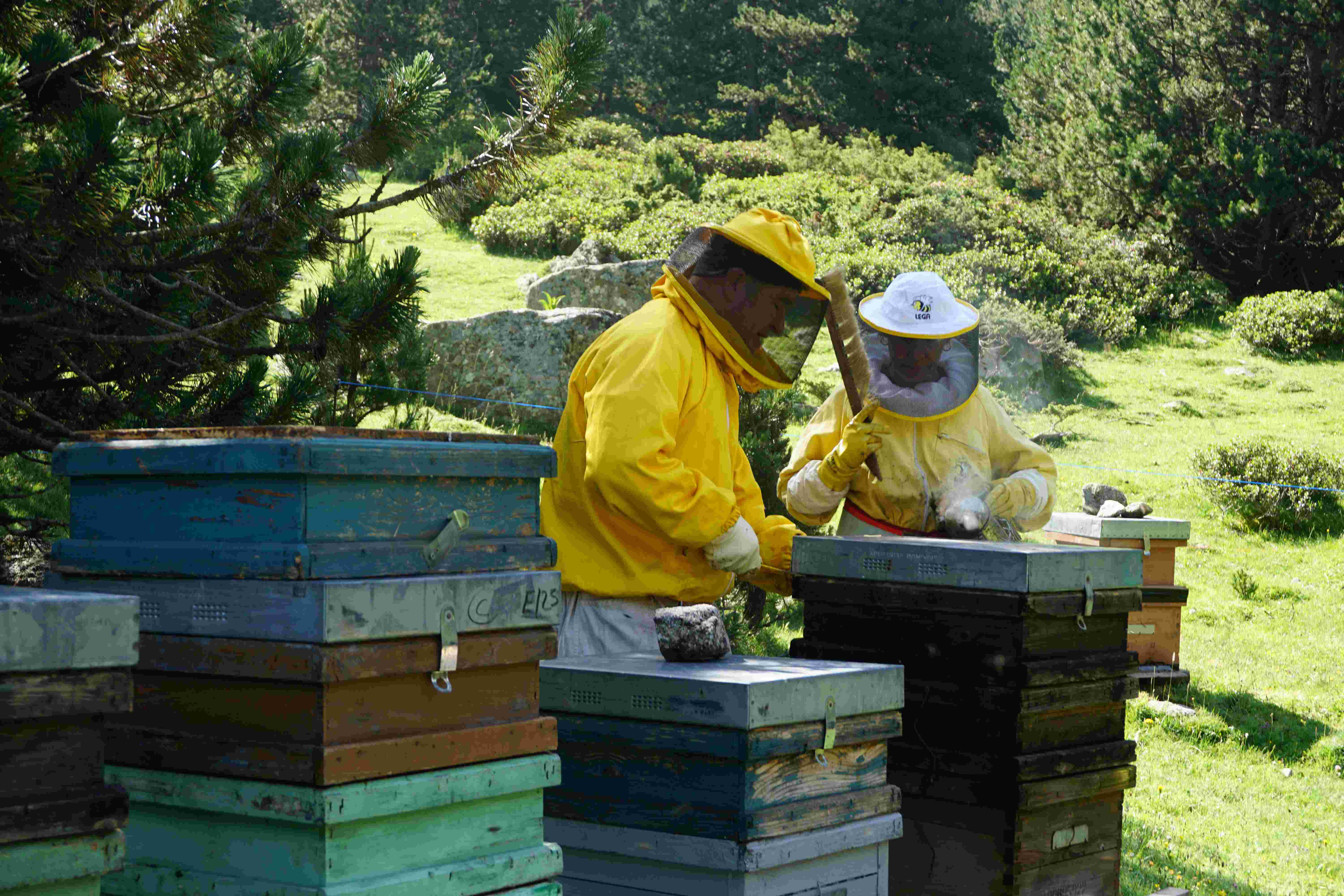 Bienenstockkontrolle, Pyren&auml;en, Katalonien