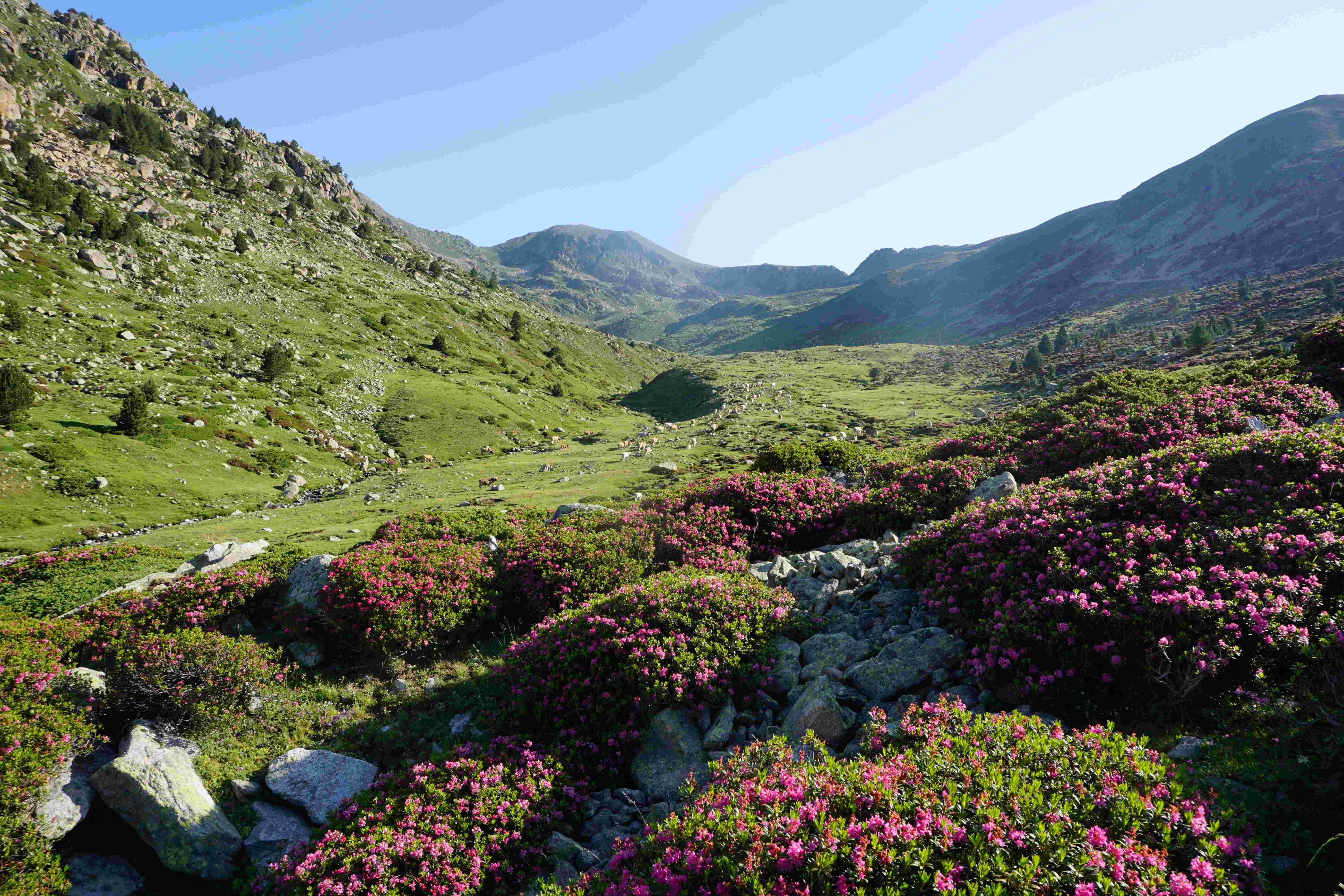RvR-Alpenrosenhonig, Pyren&auml;en (ca. 2100 m. &uuml;. M.), Juli 2025