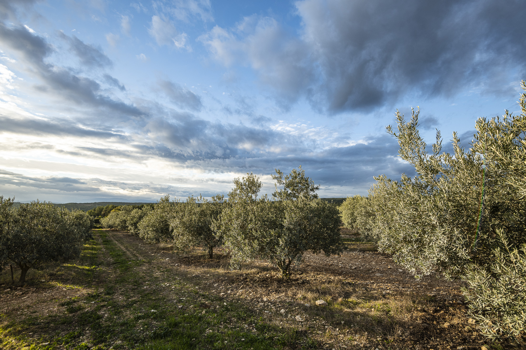 Olivenhain im Domaine la Magnanerie