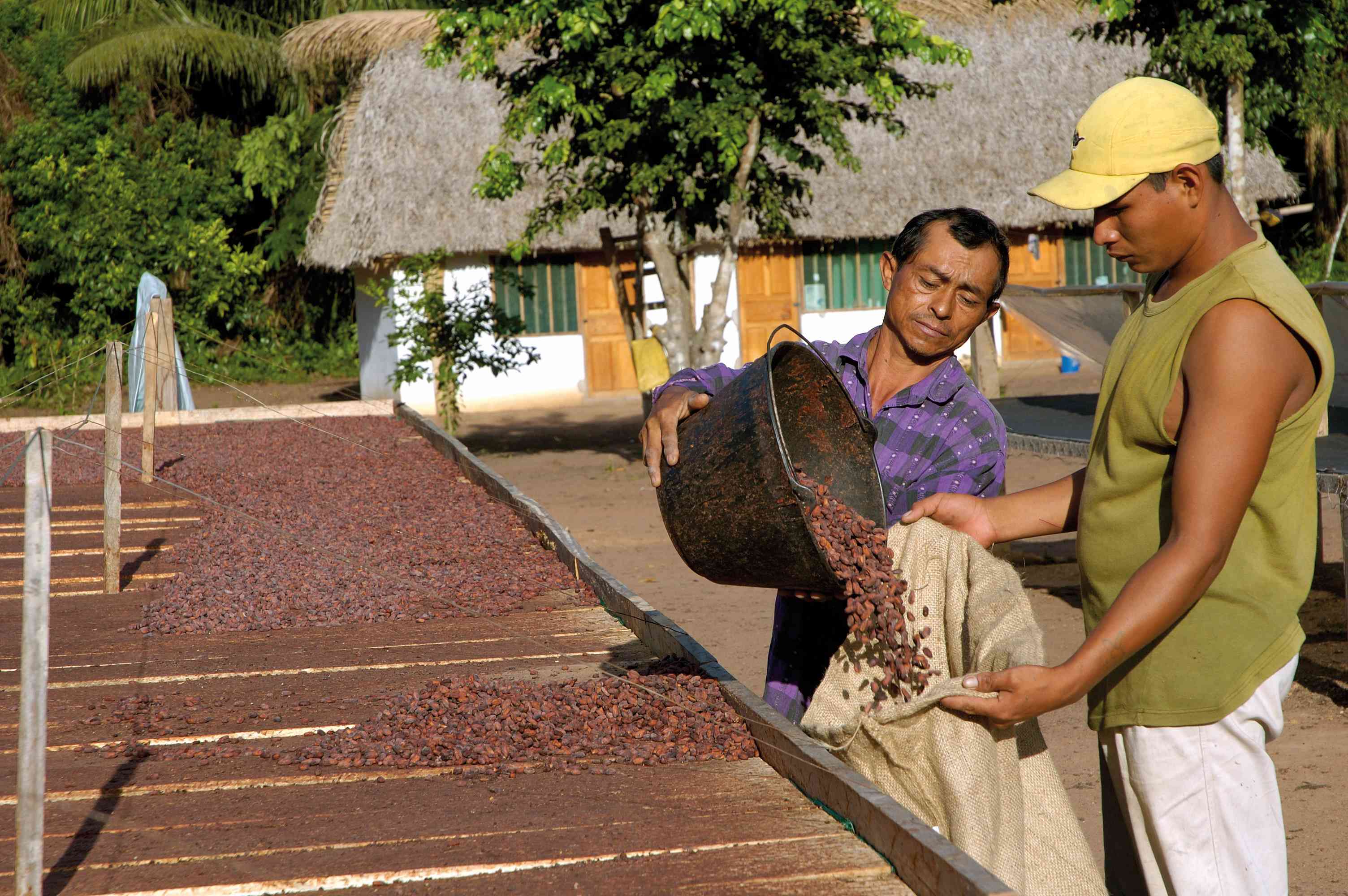 Kakaobohnenverpackung auf der Finca Tranquilidad (Bolivien)