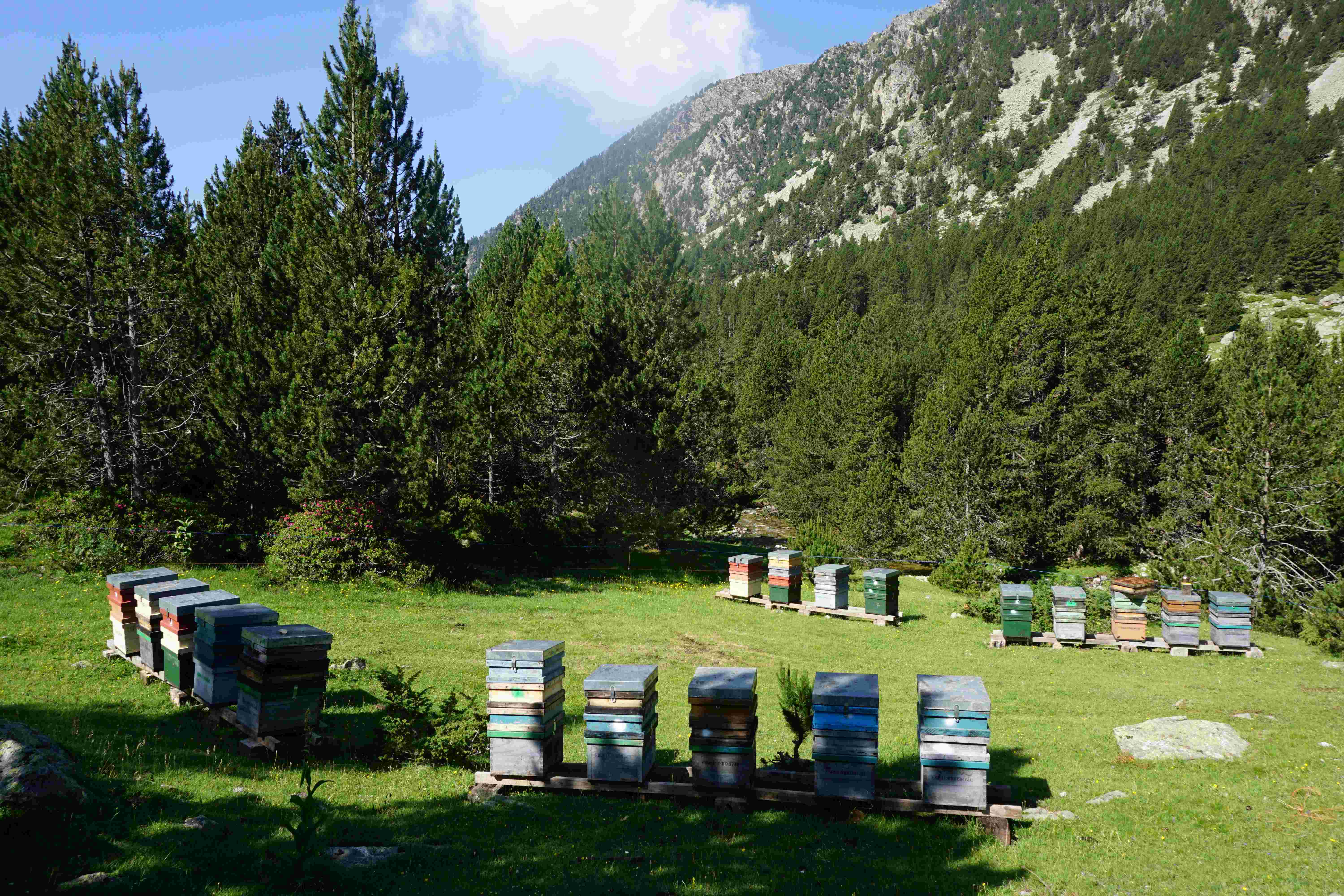 Unweit vom Alpenrosenfeld die Bienenst&ouml;cke